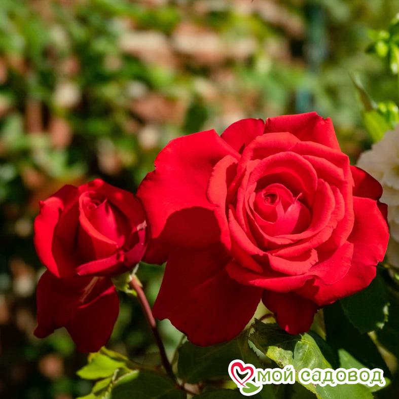 Роза Апопочка