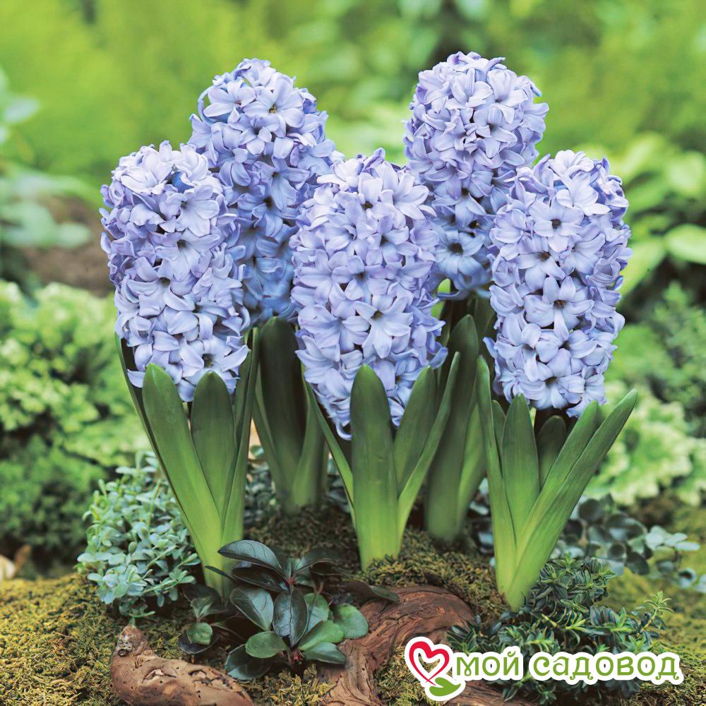 Гиацинт Делфт Блю