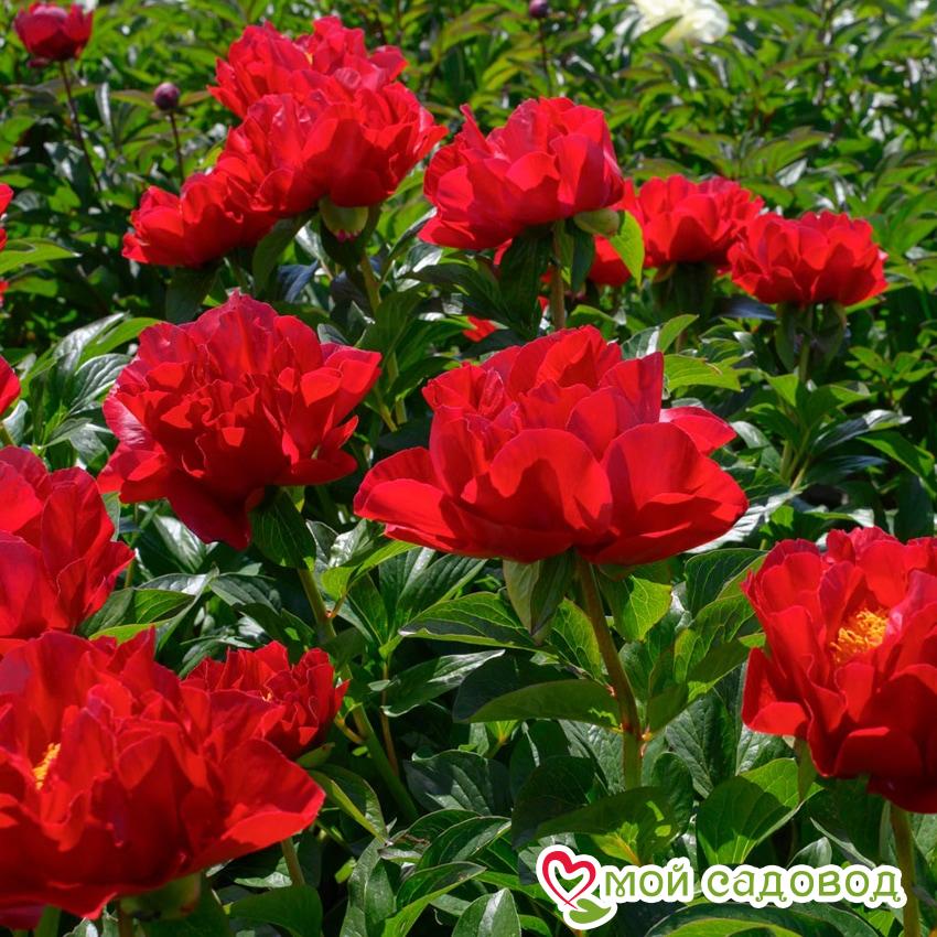 Пион Макинак Гранд