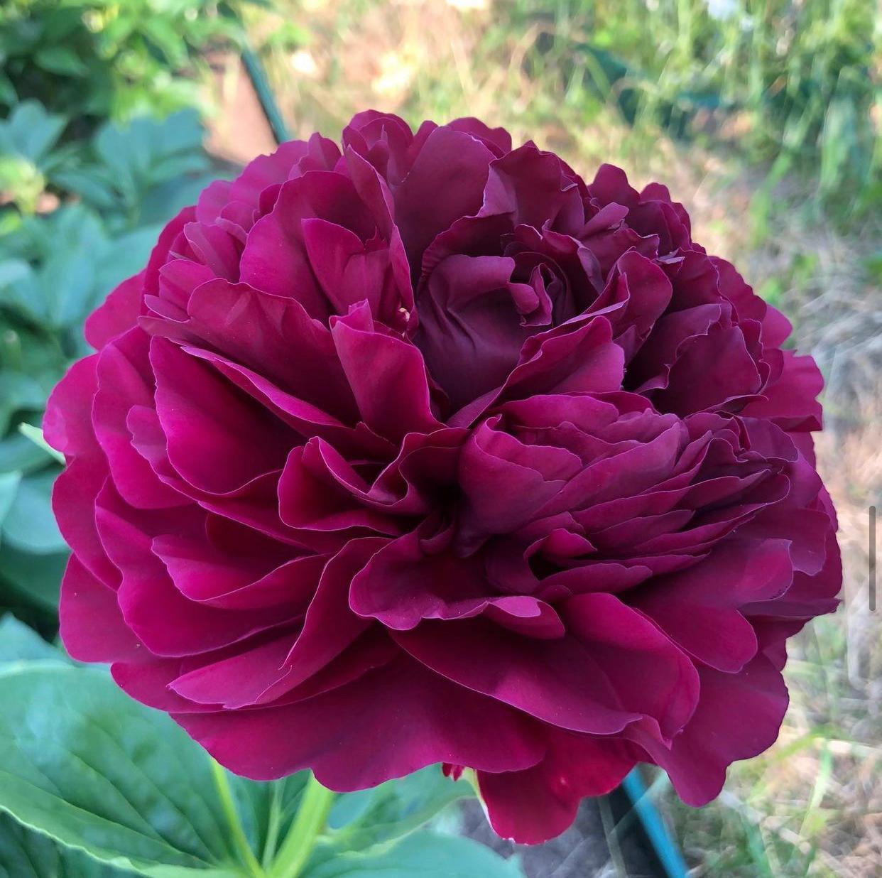 Пион травянистый Олд Фейтфул