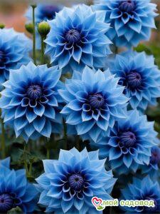 Георгин Вижапе