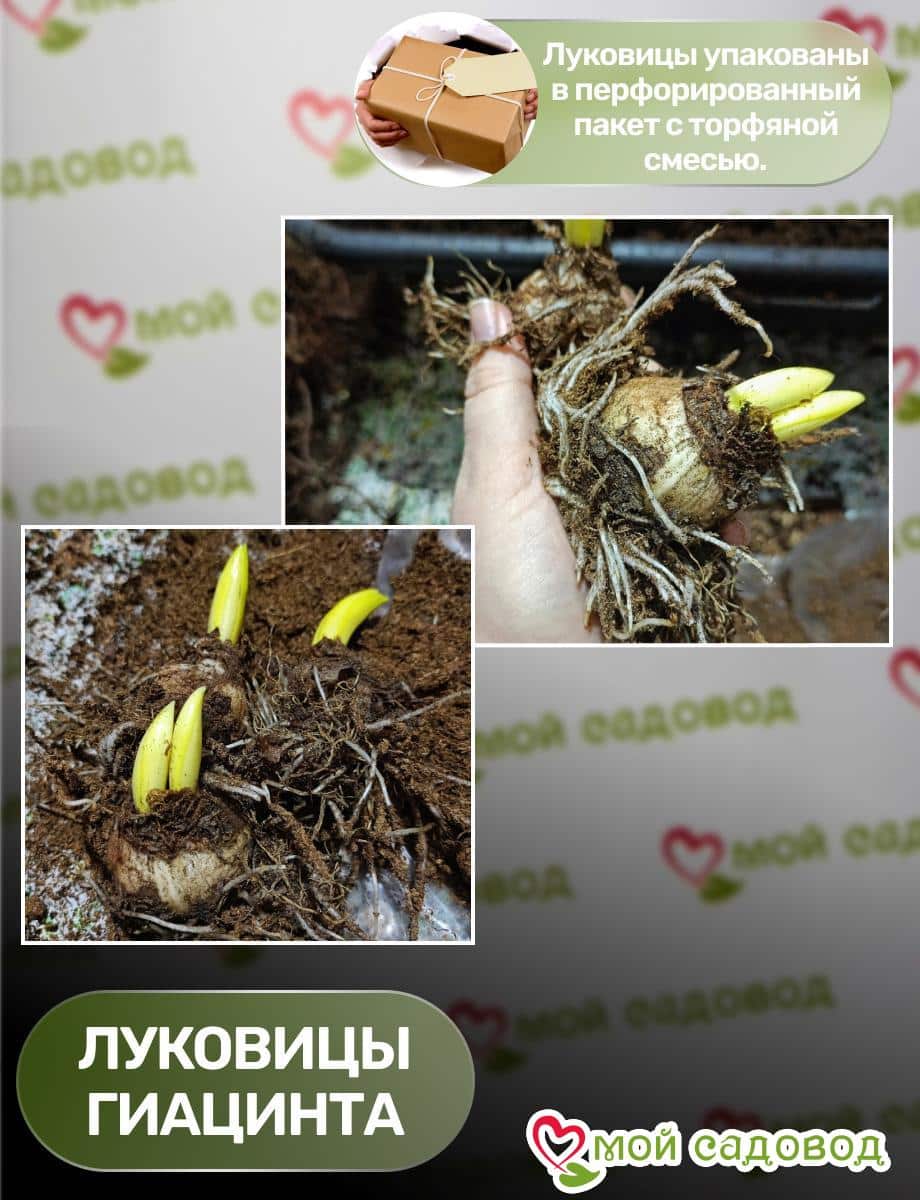 Гиацинт Индиго